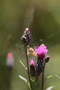 <i>Araneus quadratus</i>