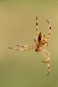 <i>Araneus diadematus</i>