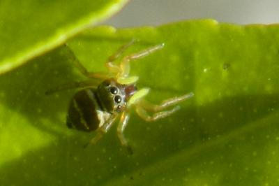 <i>Heliophanus cupreus</i>