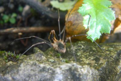 <i>Phalangium opilio</i>