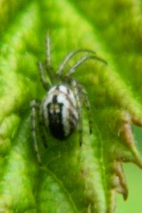 <i>Mangora acalypha</i>