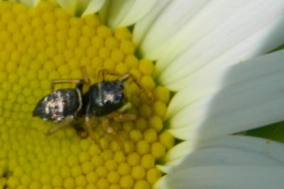 <i>Heliophanus cupreus</i>