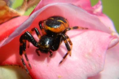 <i>Synema globosum</i>