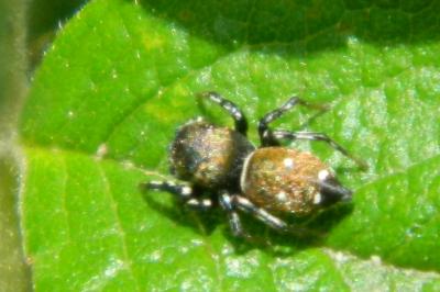 <i>Heliophanus aeneus</i>