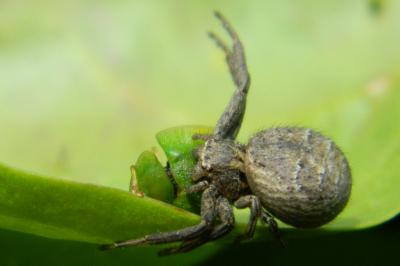 <i>Xysticus</i>