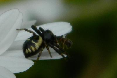 <i>Synema globosum</i>
