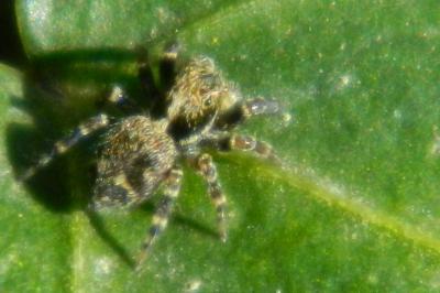 <i>Evarcha falcata</i>