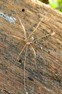 <i>Opilio saxatilis</i>