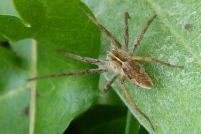 <i>Pisaura mirabilis</i>