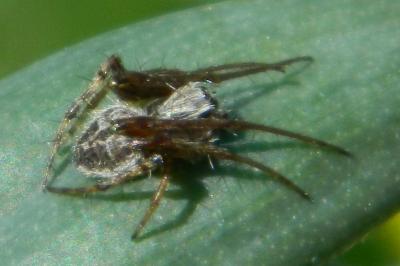 <i>Agalenatea redii</i>