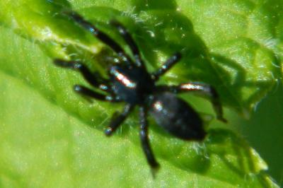 <i>Zelotes</i>
