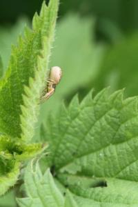 <i>Xysticus</i>