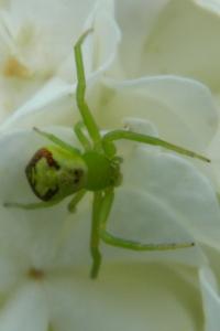 <i>Ebrechtella tricuspidata</i>