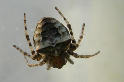 <i>Gibbaranea bituberculata</i>