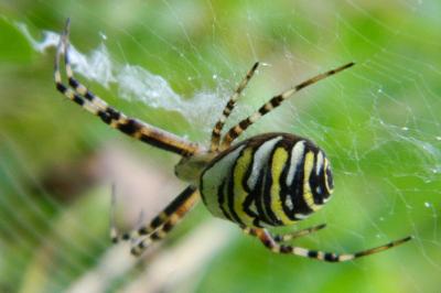 <i>Argiope bruennichi</i>