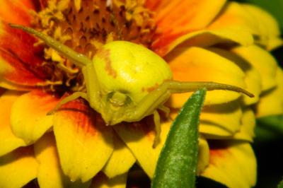 <i>Misumena vatia</i>