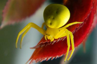<i>Misumena vatia</i>