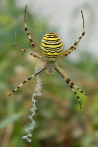 <i>Argiope bruennichi</i>