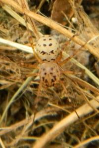 <i>Scytodes thoracica</i>