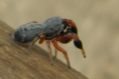 <i>Ballus rufipes</i>