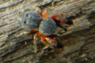 <i>Ballus rufipes</i>