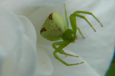 <i>Ebrechtella tricuspidata</i>