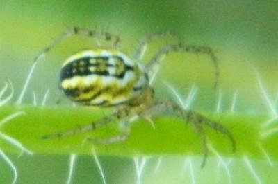 <i>Mangora acalypha</i>