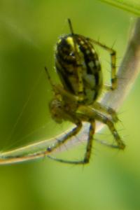 <i>Mangora acalypha</i>
