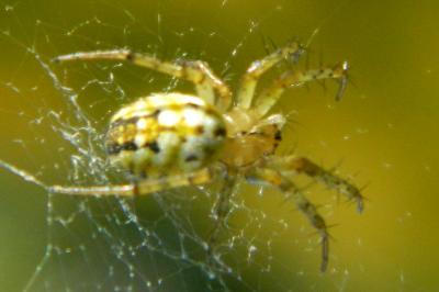 <i>Mangora acalypha</i>