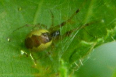<i>Anelosimus</i>