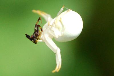 <i>Misumena vatia</i>