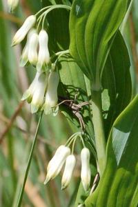 <i>Pisaura mirabilis</i>