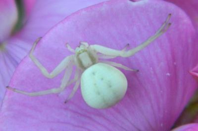 <i>Misumena vatia</i>