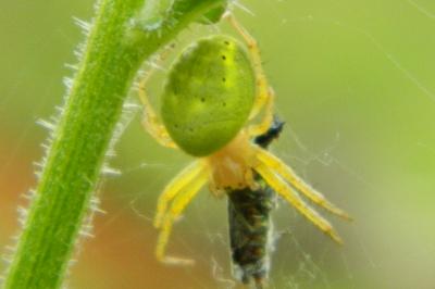 <i>Araniella</i>