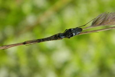 <i>Tetragnatha nigrita</i>