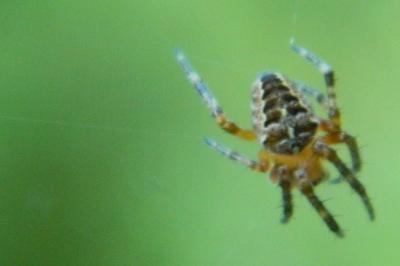 <i>Araneus diadematus</i>
