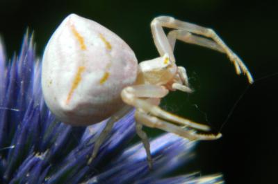 <i>Thomisus onustus</i>