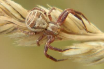 <i>Xysticus</i>