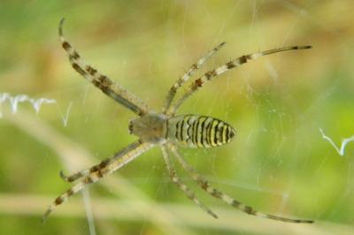 <i>Argiope bruennichi</i>