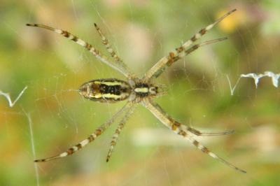 <i>Argiope bruennichi</i>