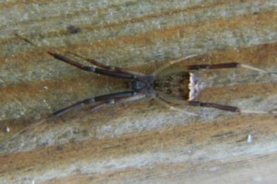 <i>Episinus truncatus</i>