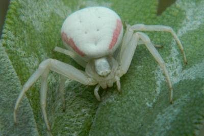 <i>Misumena vatia</i>