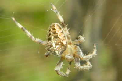 Araneus diadematus