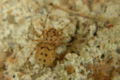 Scytodes thoracica
