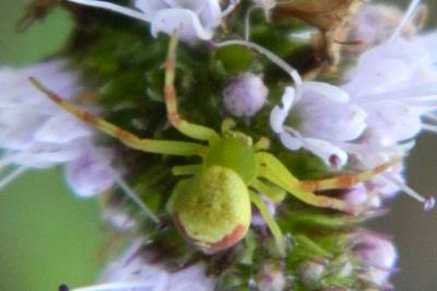 <i>Ebrechtella tricuspidata</i>