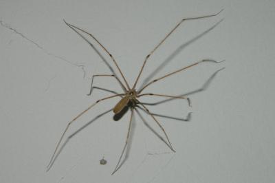 <i>Pholcus phalangioides</i>