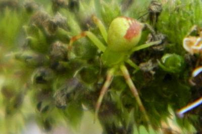 <i>Ebrechtella tricuspidata</i>
