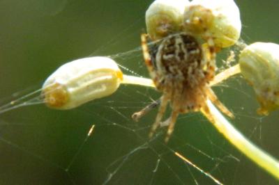 <i>Agalenatea redii</i>