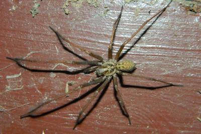 <i>Eratigena duellica</i>