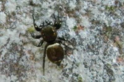 <i>Heliophanus tribulosus</i>